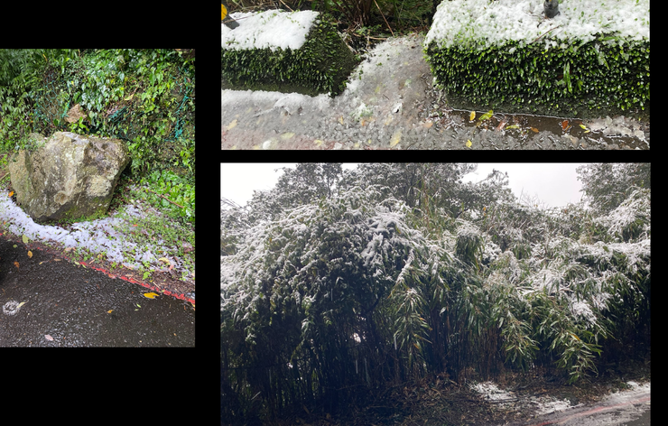 沿途植物與雪的交映，相互點綴而造就繽紛。（攝影：抱城，2024/1/24。）