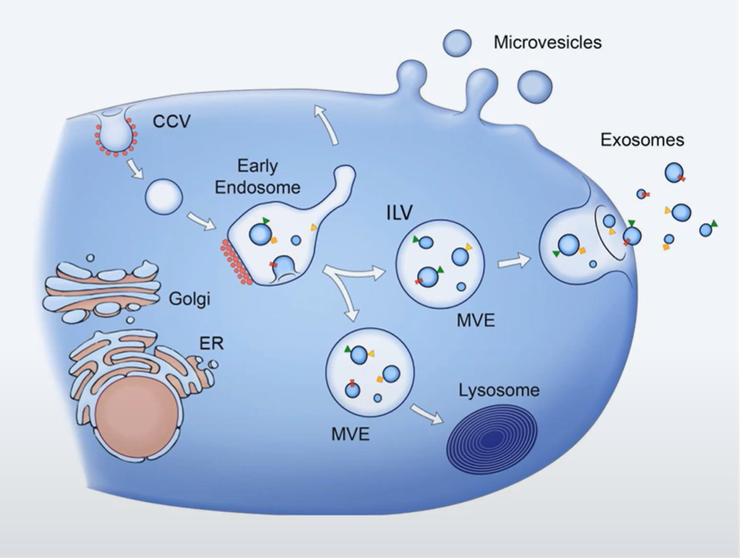 Exosomes Biogenesis & Therapeutics – Creative Biolabs
