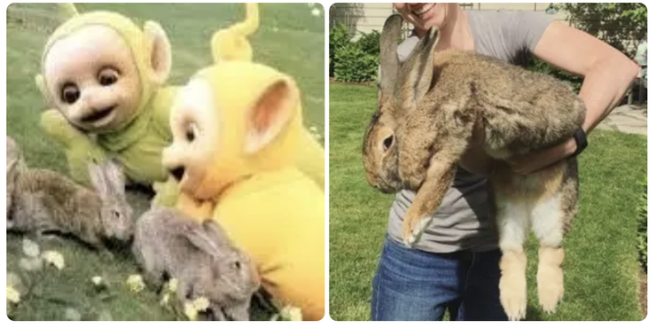 電視上看起來很小隻的兔子，其實都是巨大的尺寸(右手邊是示意圖），兔子的品種是體型巨大的佛萊明巨兔（Flemish Giant Rabbit），圖片來源：BBC(左)＆buzzfeed (右)