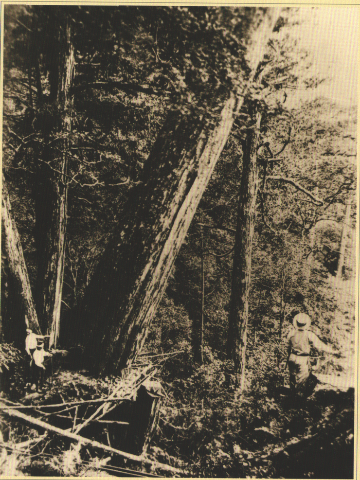 (照片附註：人力伐木---巨木傾倒的時候，會以示警聲，請工作人員閃避，以維安全)