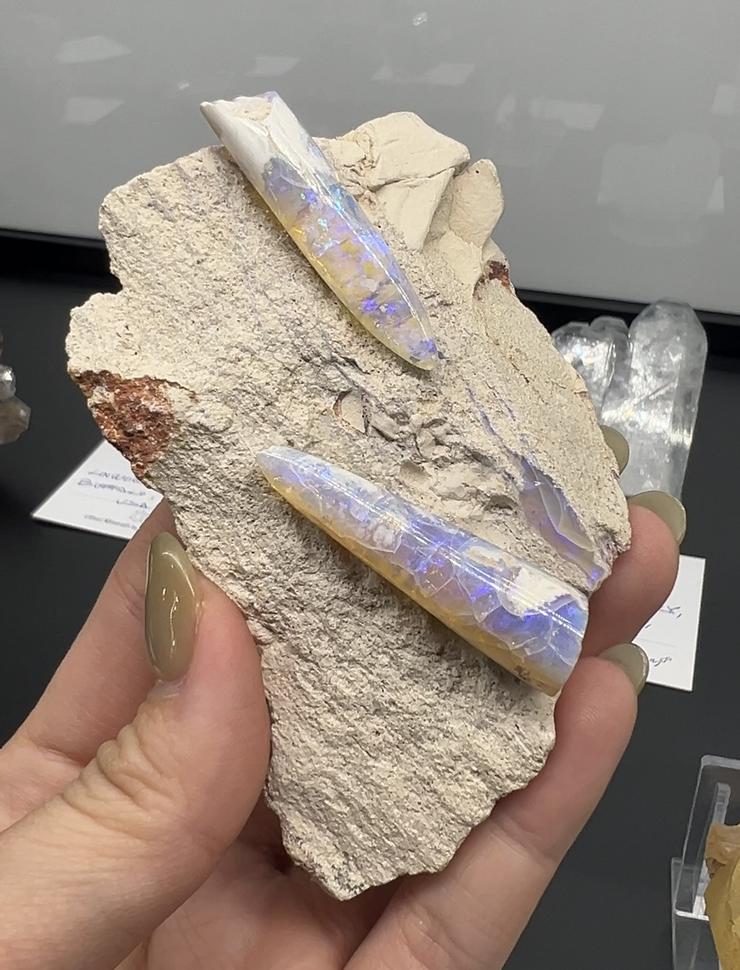 已經蛋白石化的化石，不確定是不是桿菊石，來自Lithos Minerals