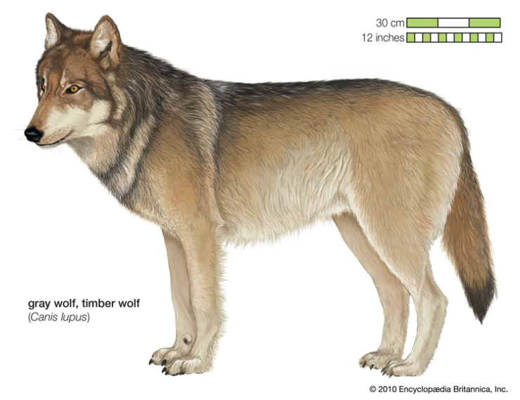 狼，圖片來源Britannica, Inc.