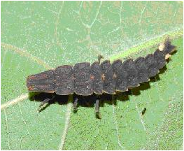 螢火蟲的幼蟲-此照片為網路抓取，抱歉時間有點久，已忘了出處