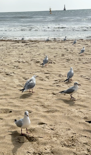 海雲台海灘上的海鷗。也會有混進來的鴿子