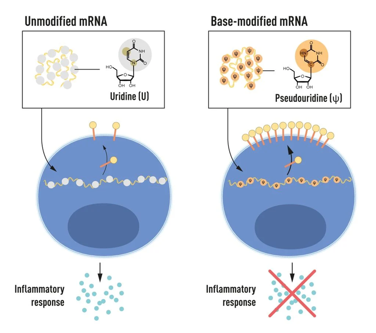 經過特定核苷修飾的RNA可以大幅降低免疫反應