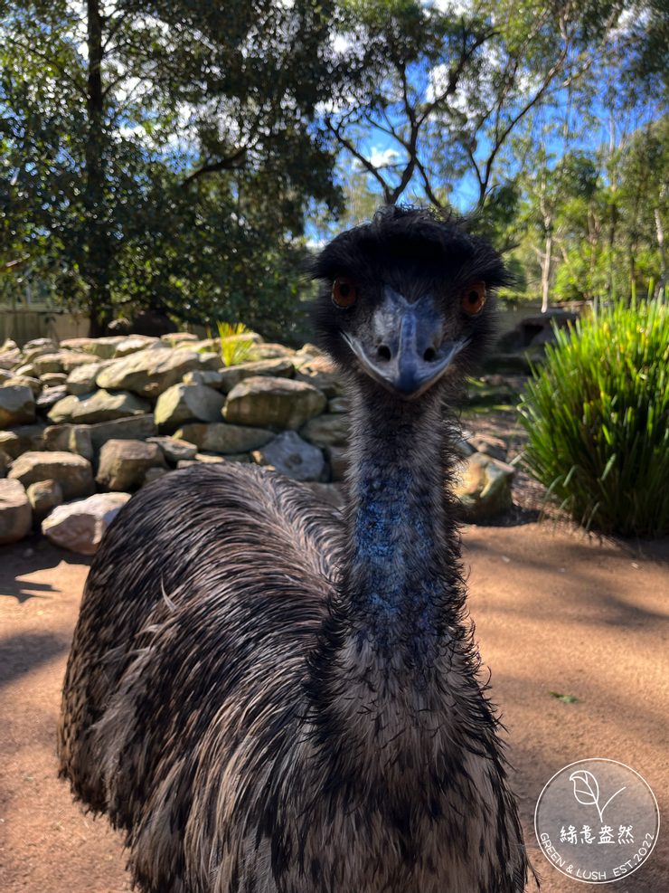 澳洲國徽右側的代表動物就是鴯鶓（Emu），牠非常淡定的看著我。