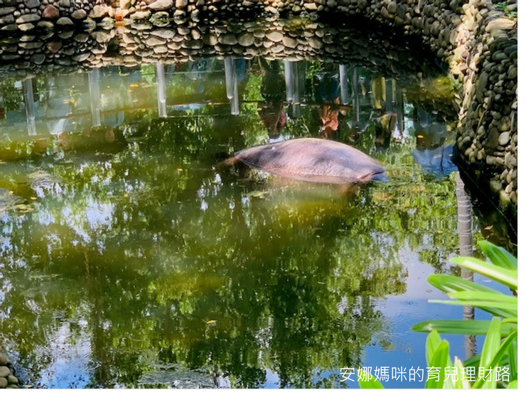 天氣很熱的時候，河馬樂樂基本上就是躲在水裡Hippo Soak!