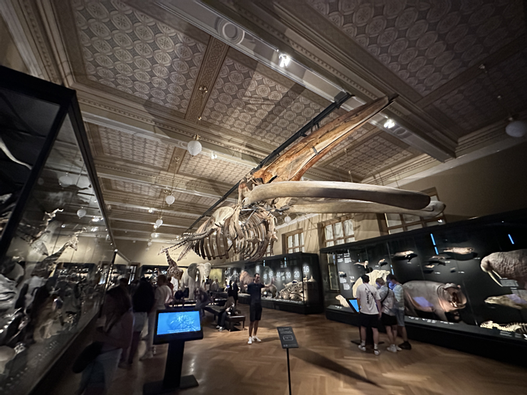 巨大的長鬚鯨化石