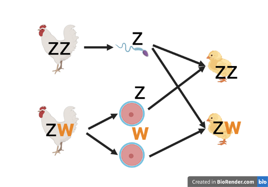 鳥類的 ZW 性別決定系統。雄鳥生殖細胞中的兩個 Z 染色體（黑色字母）；雌鳥的生殖細胞中則有一個 Z 染色體和一個 W 染色體。這些染色體會被隨機分配到子代的身上（雄鳥、雌鳥各貢獻其中一個）。子代身上的染色體組合，就決定了子代的性別。圖／作者繪
