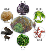 《本草綱目》中的海菜們：石蒪、石花菜、鹿角菜、紫菜、海藻、昆布