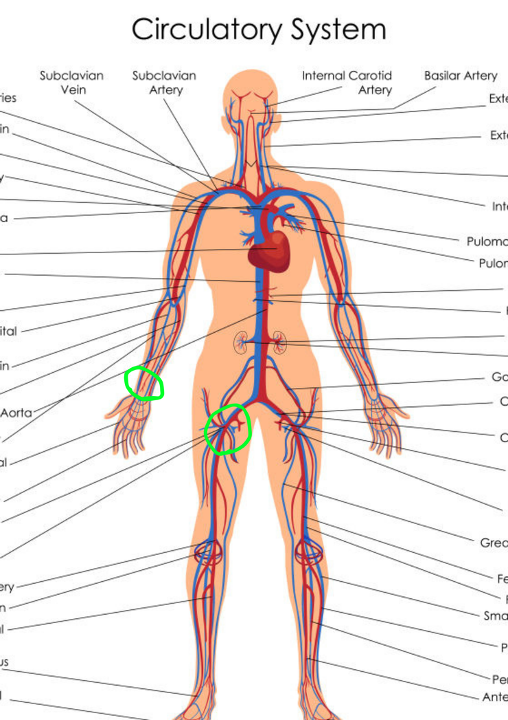 人體心血管循環圖，取自網路