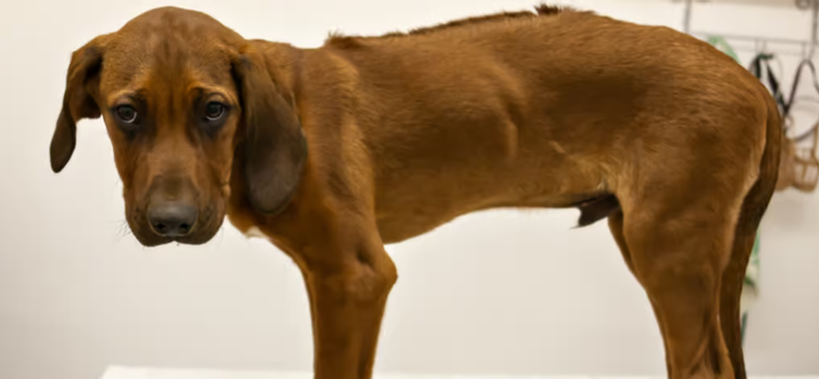 食物過敏可能造成狗狗稀便、消化不良