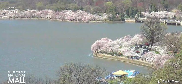 美國時間三月十九日下午實況錄影，吉野櫻正盛開中。