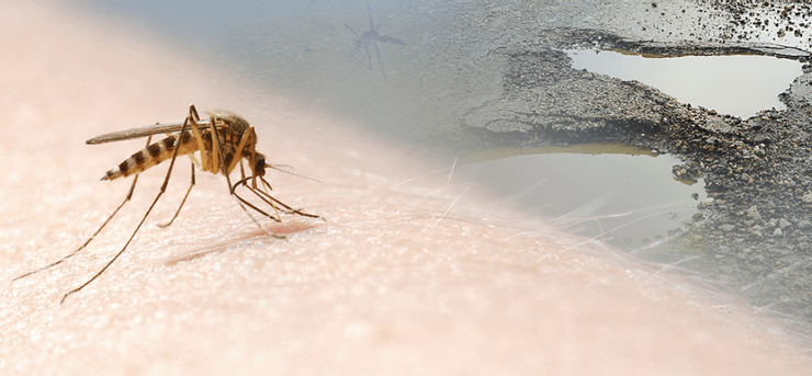 蚊蟲喜歡潮濕、積水