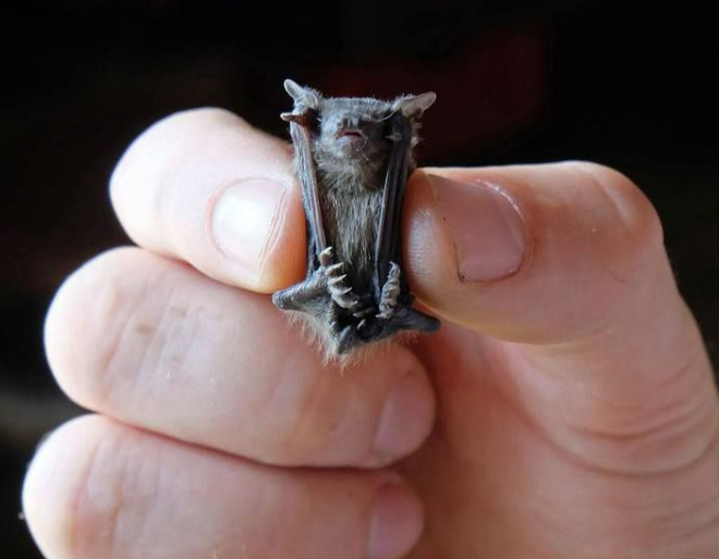 世界最小蝙蝠 – 豬鼻蝠（圖  ∕  取自Pinterest用戶@victorien）
