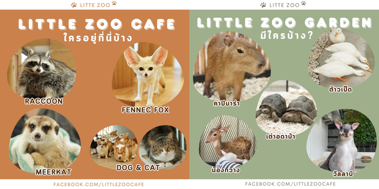 室內區和戶外區都可以提前預約和動物們近距離互動！圖片來源：Little Zoo Cafe Facebook