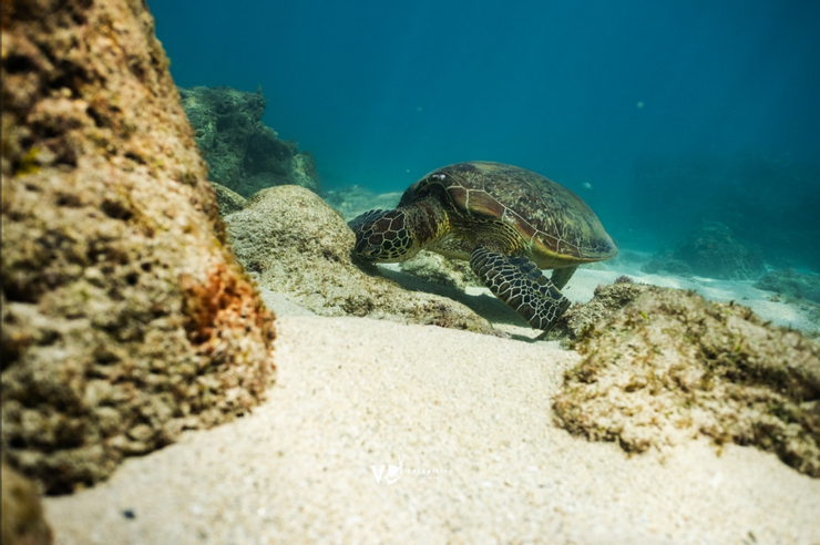 小琉球復育海龜有成，是潛水客與海龜共游的首選。photo by VD Freediving ／@vdfreediving