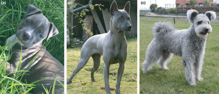 (a)靛藍色的斯塔福郡鬥牛梗(b)帶有d1/d2基因型的泰國脊背犬(c)帶有d1/d3基因型的波密犬。圖/ Schmutz S. M. et al(2007)