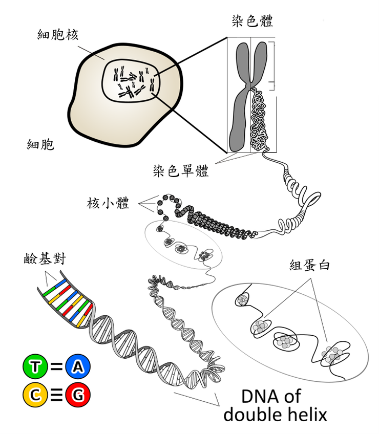 （圖二）染色體由DNA纏繞組蛋白形成（圖片由Phrood~commonswiki提供）