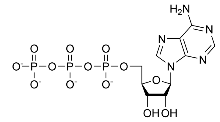 三磷酸腺苷（ATP）