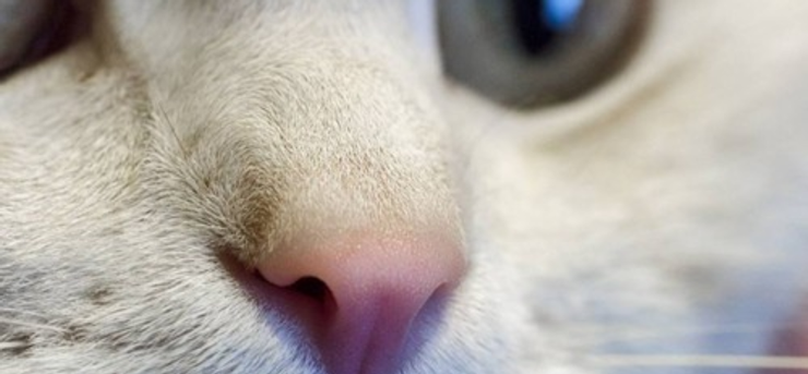 貓咪的鼻子
