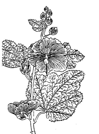 《植物名實圖考》卷三 蜀葵 宋、明詩人多在詩作中詠嘆蜀葵花傾心向日，真堪稱是中國本土的向日葵。