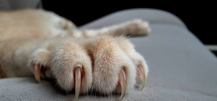 貓咪的爪子