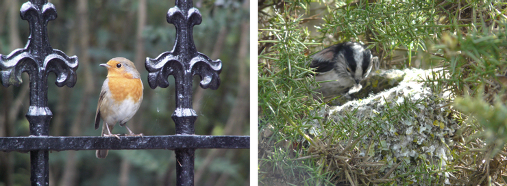 (左)知更鳥Robin(wiki)；(右)長尾山雀Long-tailed tit 與牠的巢(wiki)