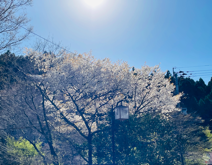 黑山溫泉四季皆有不同風貌（拍攝時間為四月，櫻花已滿開接近掉落時期）。