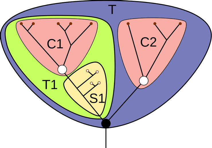 （圖二）C1、C2為冠群，S1為幹群，C1、S1組成泛群T1，T1與C2互為姐妹群，T1、C2共同組成泛群T（圖片由Mattbierner提供）