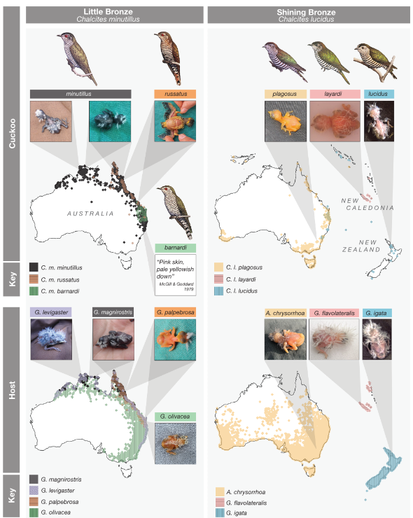 杜鵑 (上)、宿主(下) 雛鳥真的長得有夠像 (Langmore et al. 2024)