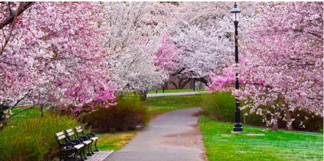 紐澤西州紐瓦克Branch Brook公園櫻花美景。