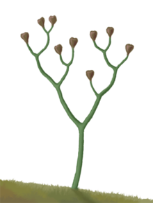 頂囊蕨（Cooksonia）, 最早的維管植物