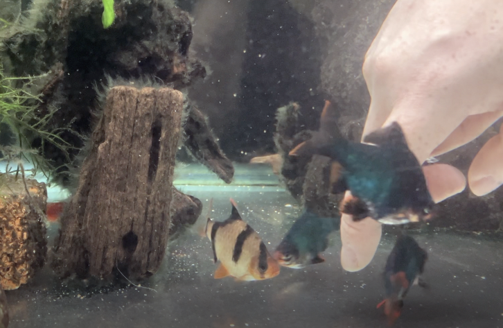 魚兒們喜歡與人類互動，互相陪伴