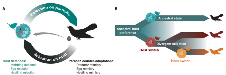 物種間互相影響是推進演化的方式之一 (Langmore et al. 2024)