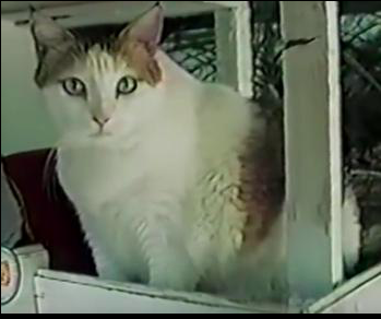 全世界最長壽的貓Creme Puff（圖片來源：維基百科）