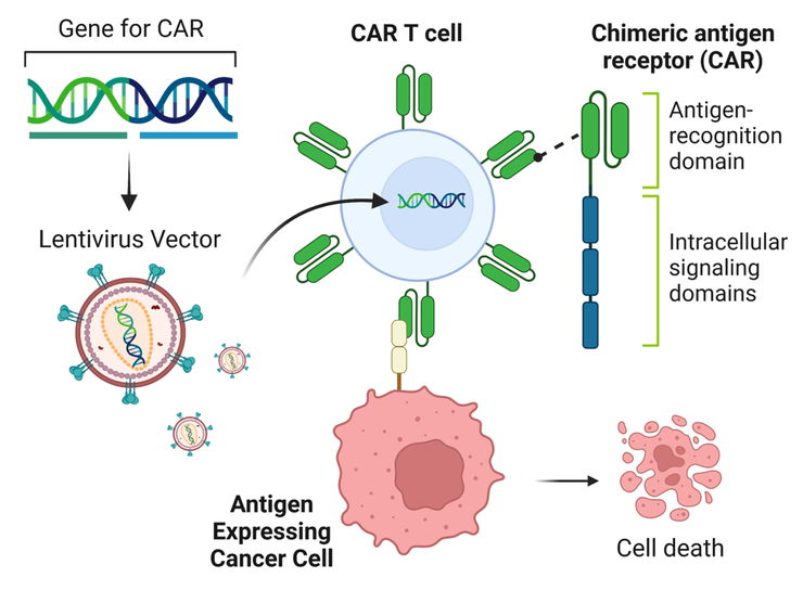 圖解 CAR-T 細胞療法