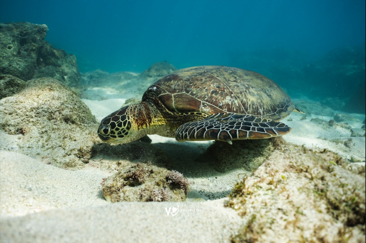 美人洞堪稱海龜最多的潛點，隨便低頭都可以捕捉到海龜。photo by VD Freediving ／@vdfreediving
