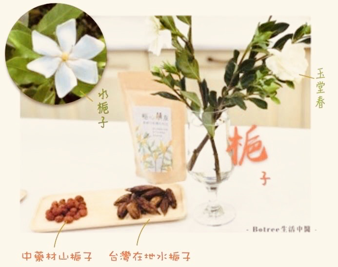 台灣目前大林梔子品種為水梔子，主要作為染料、食用色素，與大陸藥用山梔子不同。（圖中山梔，已經剝開外殼）