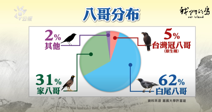 圖五：家八哥、白尾八哥和冠八哥在台灣所占的比例