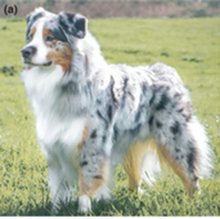 澳洲牧羊犬擁有被稱為「藍隕石色」的毛色。圖/ Schmutz S. M. et al(2007)