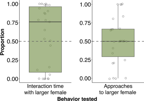 Popa族群雄性與體型較大雌性相處時間比例和接近次數比例。圖/ SPRINGER LINK