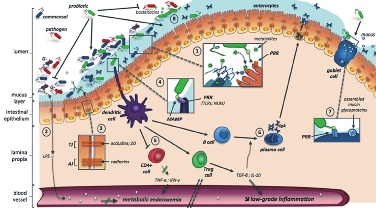 腸道菌群與樹突細胞的免疫信號傳遞