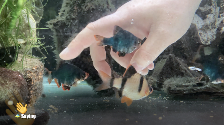 當魚兒緊盯著你的手「指」的「揮」動時，我們就承擔帶領了牠們族群發展的重任