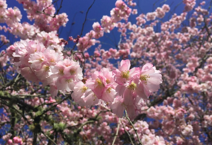 日本花園以往櫻花盛開照。
