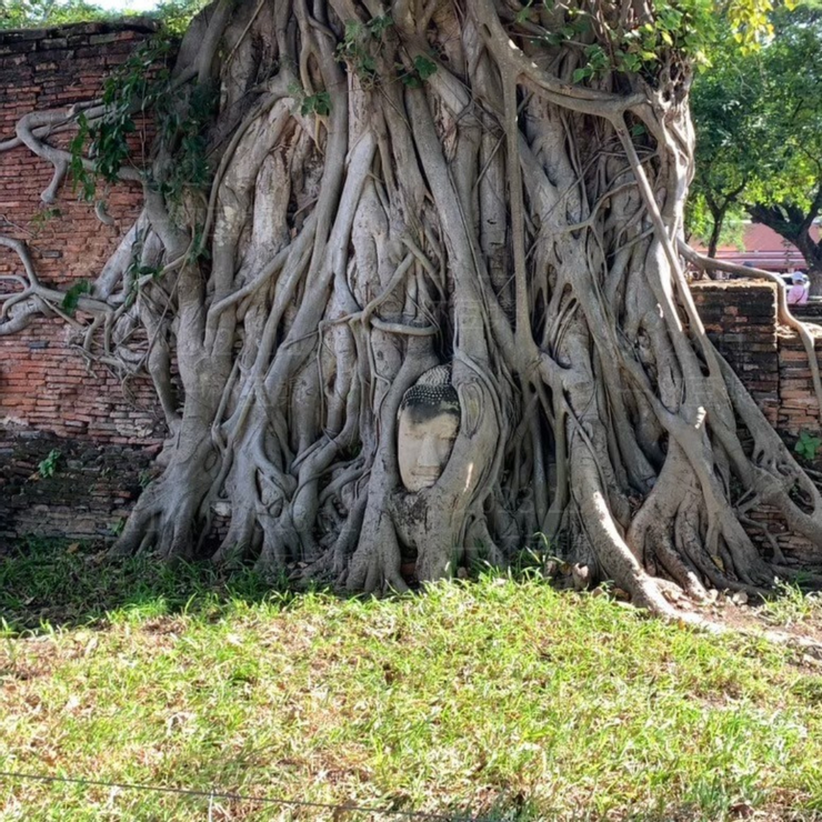著名的地標「樹中佛陀」
