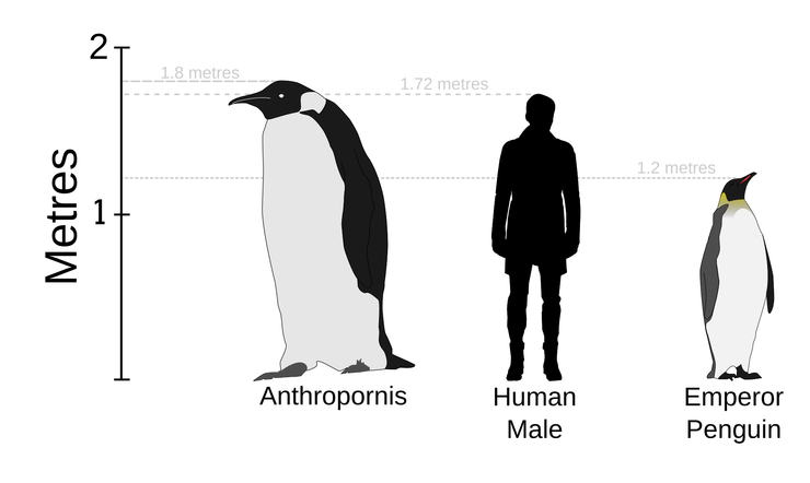 4千萬年前的始新世曾經出現身高180公分，體重100公斤的人鳥企鵝