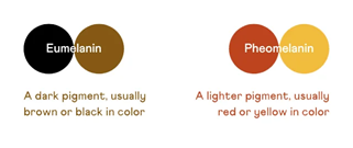 真黑色素多會形成黑色少則會形成咖啡色，褐黑素多會形成紅色少則形成黃色。圖/CRI genetics blog