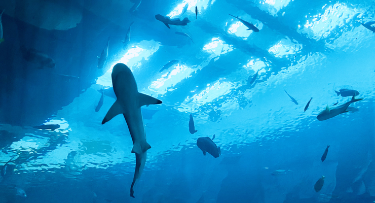 🐠《夜宿海生館》睡醒時的景色，會有小鯊魚游過頭頂。｜圖：閒人