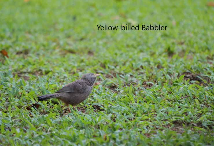 黃色嘴的Yellow billed Babbler